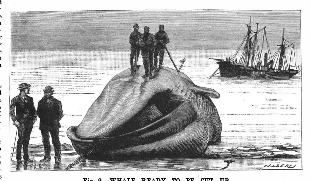 An illustration from Scientific American, Vol. 52, No. 20 (1885), 1885, leaf 8