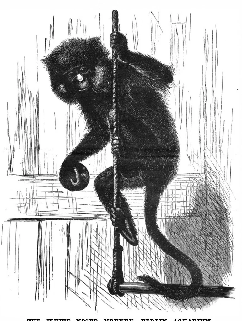 An illustration from Scientific American, Vol. 52, No. 23 (1885), 1885, leaf 8