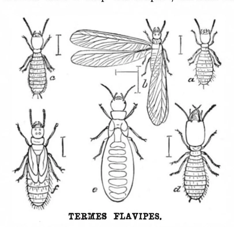 An illustration from Scientific American, Vol. 54, No. 5 (1886), 1886, leaf 8