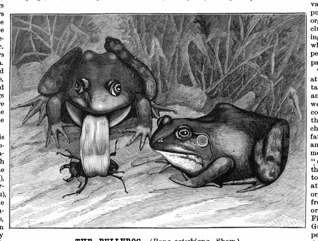 An illustration from Scientific American, Vol. 54, No. 7 (1886), 1886, leaf 8
