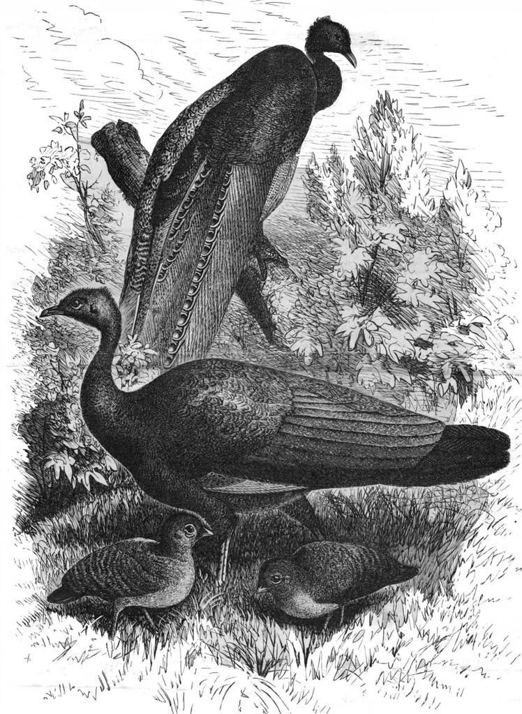An illustration from Scientific American, Vol. 54, No. 20 (1886), 1886, leaf 10