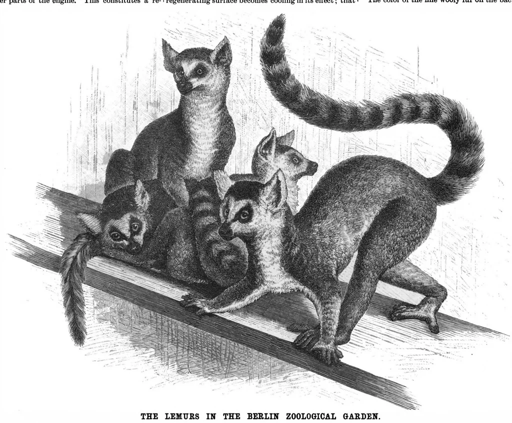 An illustration from Scientific American, Vol. 54, No. 22 (1886), 1886, leaf 8