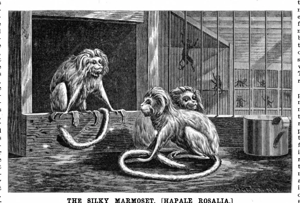 An illustration from Scientific American, Vol. 55, No. 3 (1886), 1886, leaf 10