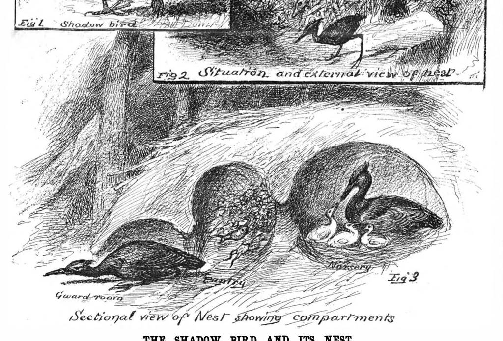 An illustration from Scientific American, Vol. 55, No. 11 (1886), 1886, leaf 8
