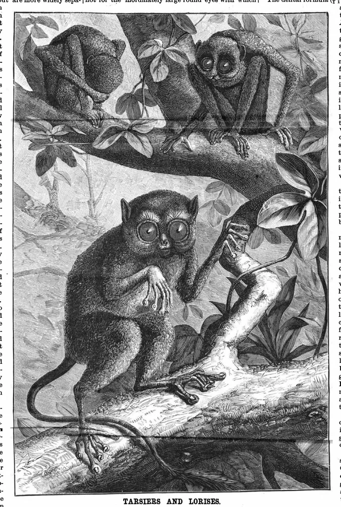 An illustration from Scientific American, Vol. 55, No. 19 (1886), 1886, leaf 8