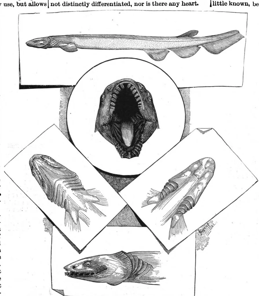 An illustration from Scientific American, Vol. 56, No. 9 (1887), 1887, leaf 3