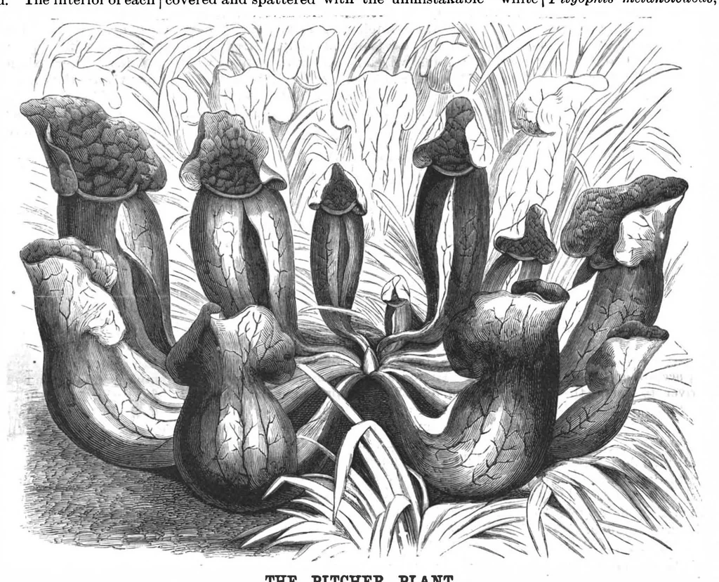 An illustration from Scientific American, Vol. 56, No. 23 (1887), 1887, leaf 8