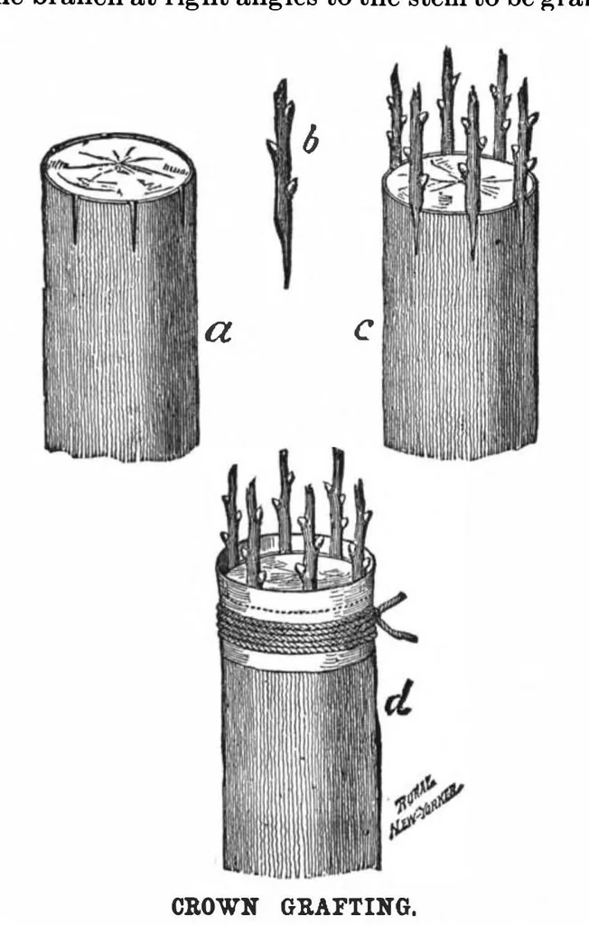 An illustration from Scientific American, Vol. 56, No. 24 (1887), 1887, leaf 6