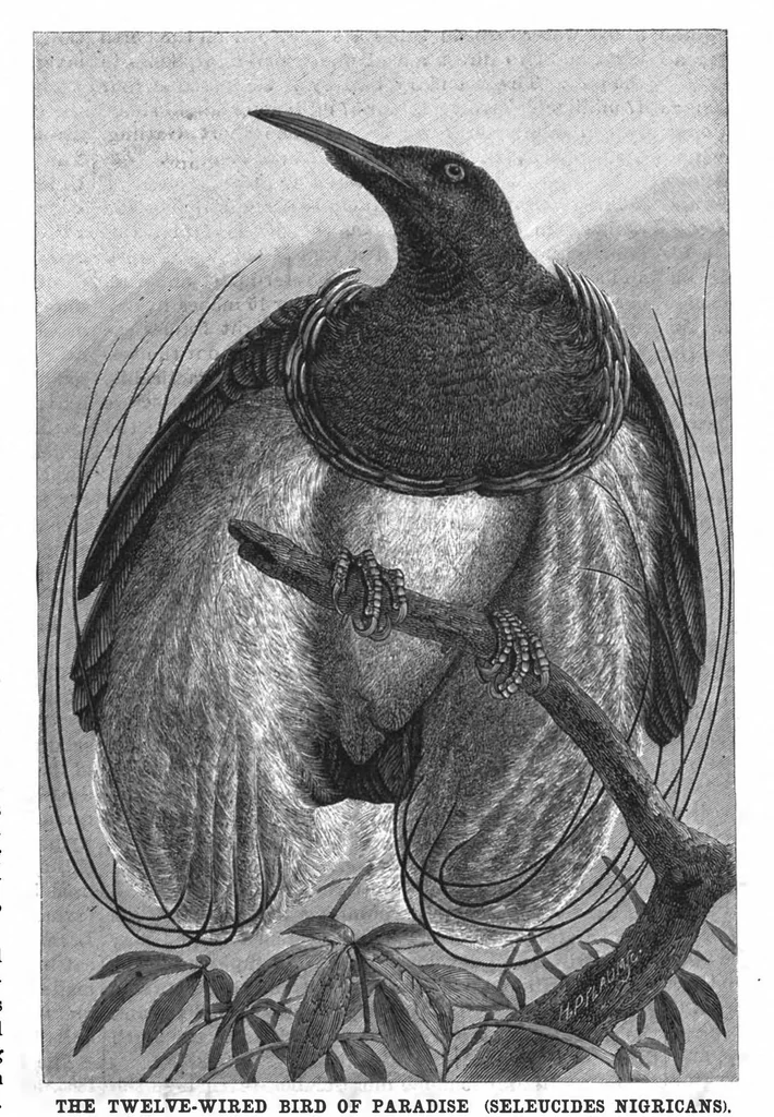 An illustration from Scientific American, Vol. 56, No. 26 (1887), 1887, leaf 8