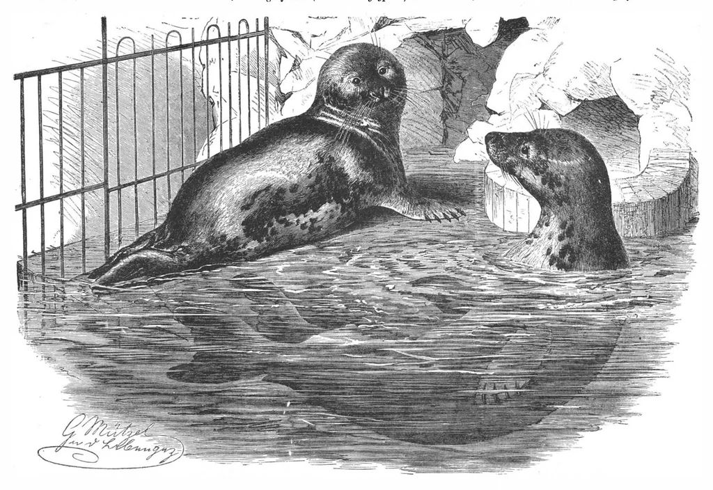 An illustration from Scientific American, Vol. 57, No. 5 (1887), 1887, leaf 8