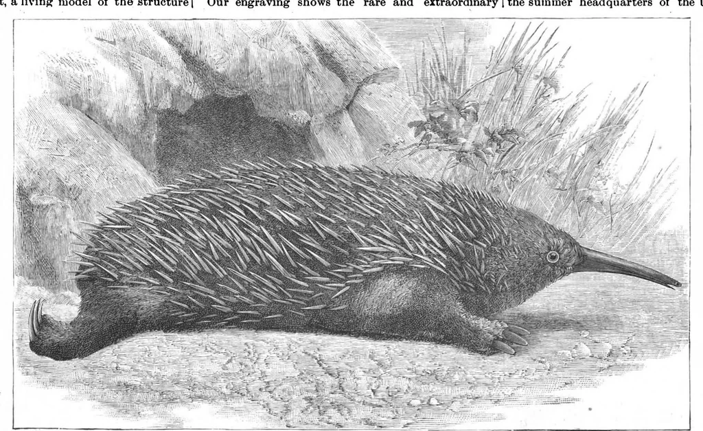 An illustration from Scientific American, Vol. 57, No. 9 (1887), 1887, leaf 8