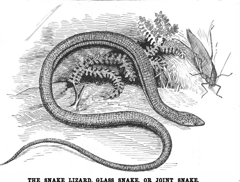 An illustration from Scientific American, Vol. 57, No. 10 (1887), 1887, leaf 9