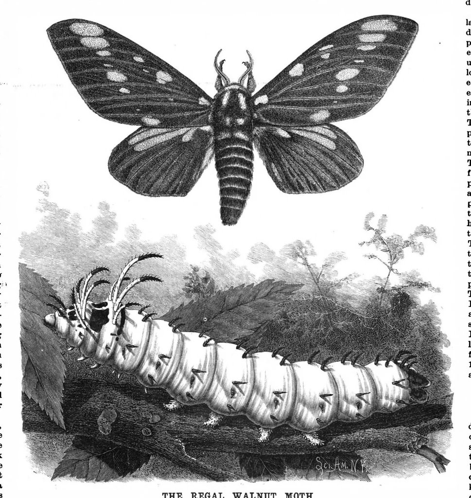 An illustration from Scientific American, Vol. 57, No. 16 (1887), 1887, leaf 10