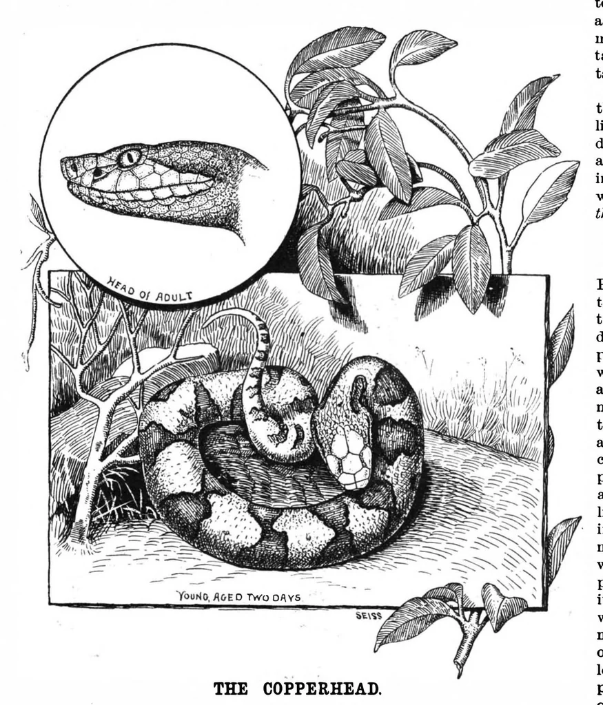 An illustration from Scientific American, Vol. 58, No. 7 (1888), 1888, leaf 8