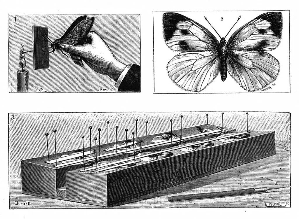 An illustration from Scientific American, Vol. 58, No. 19 (1888), 1888, leaf 10