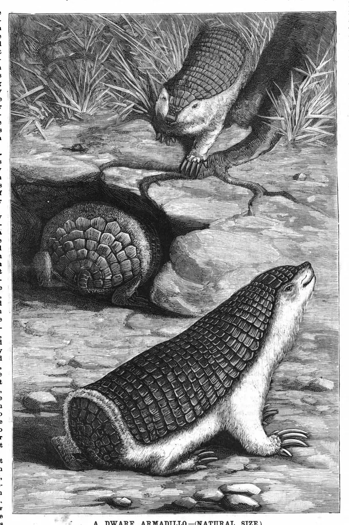 An illustration from Scientific American, Vol. 58, No. 24 (1888), 1888, leaf 8