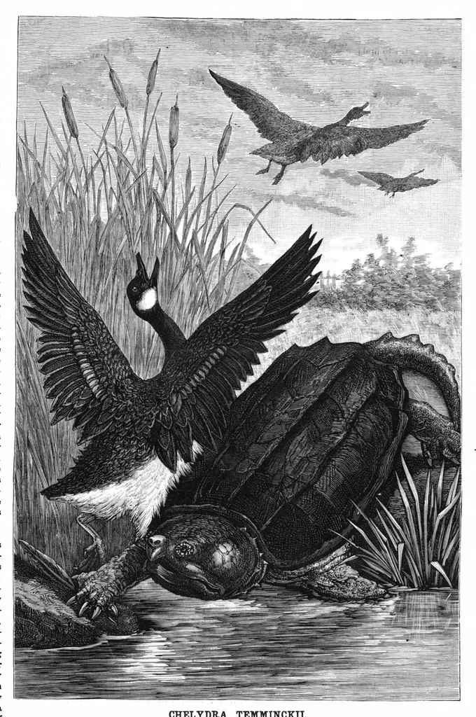 An illustration from Scientific American, Vol. 59, No. 3 (1888), 1888, leaf 7