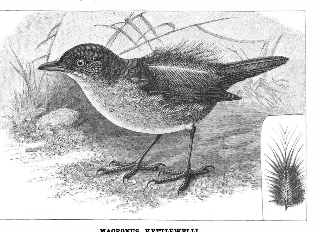 An illustration from Scientific American, Vol. 59, No. 7 (1888), 1888, leaf 8