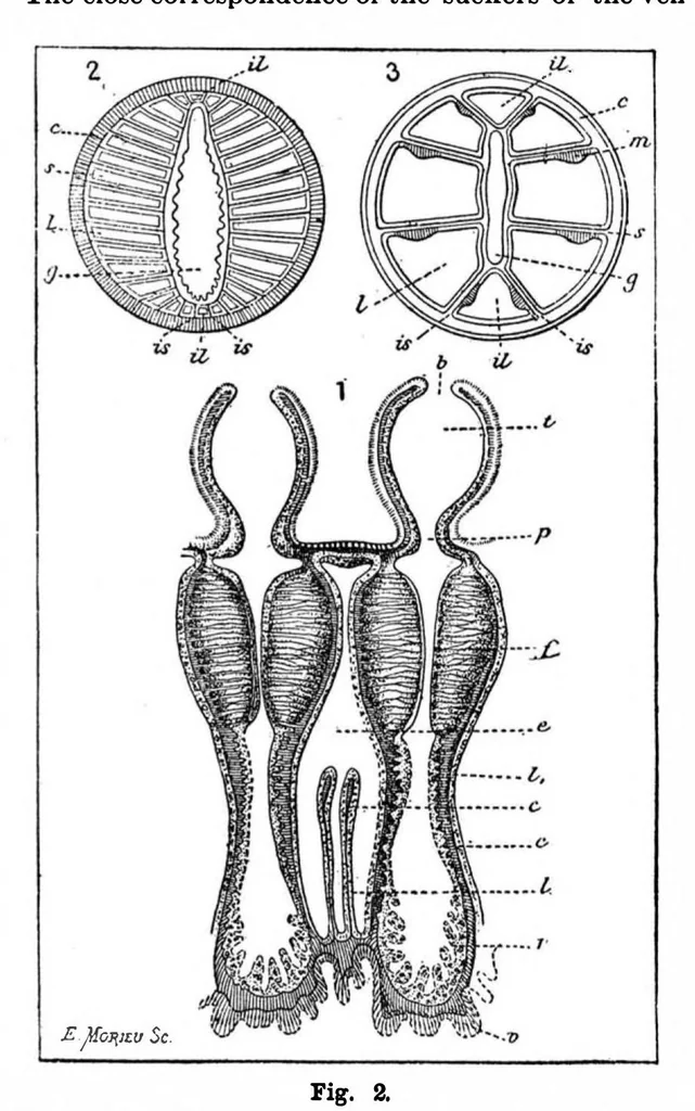 An illustration from Scientific American, Vol. 59, No. 9 (1888), 1888, leaf 10
