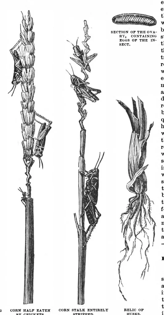 An illustration from Scientific American, Vol. 59, No. 9 (1888), 1888, leaf 8