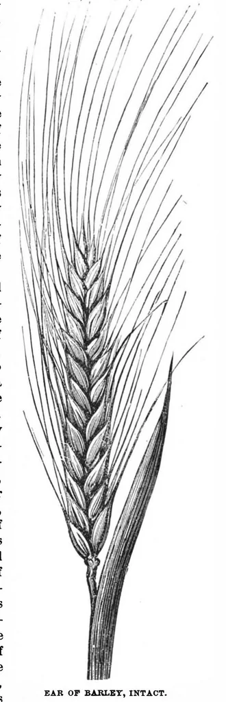 An illustration from Scientific American, Vol. 59, No. 9 (1888), 1888, leaf 8