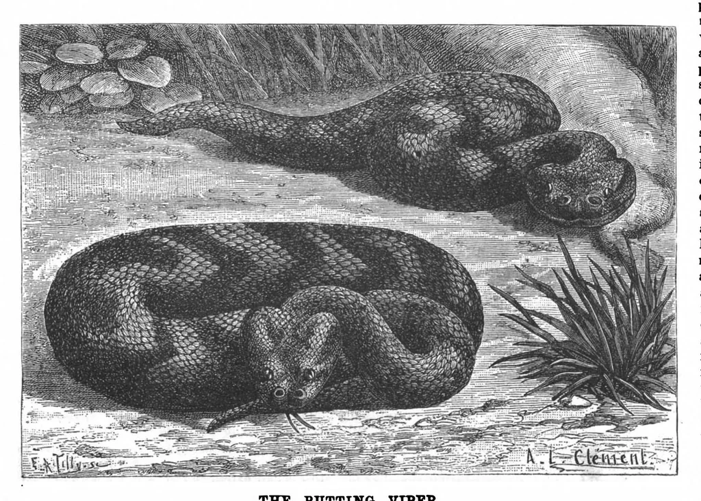 An illustration from Scientific American, Vol. 59, No. 17 (1888), 1888, leaf 7