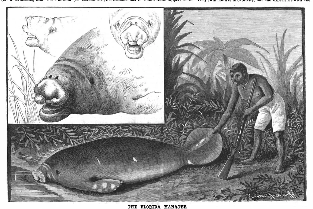 An illustration from Scientific American, Vol. 59, No. 18 (1888), 1888, leaf 7