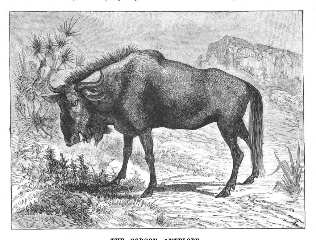 An illustration from Scientific American, Vol. 59, No. 20 (1888), 1888, leaf 10