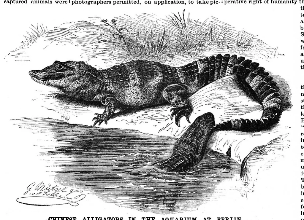 An illustration from Scientific American, Vol. 60, No. 18 (1889), 1889, leaf 7