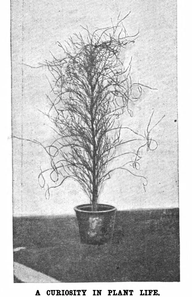An illustration from Scientific American, Vol. 60, No. 21 (1889), 1889, leaf 10