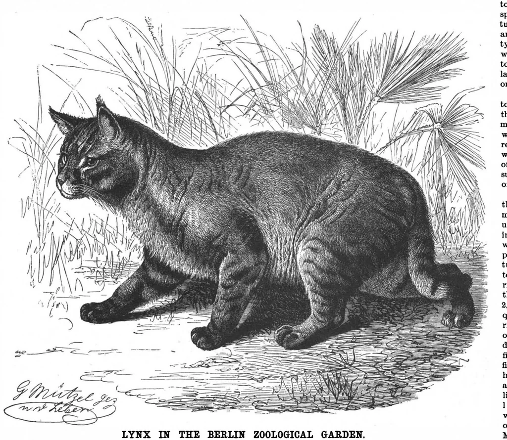 An illustration from Scientific American, Vol. 60, No. 24 (1889), 1889, leaf 8