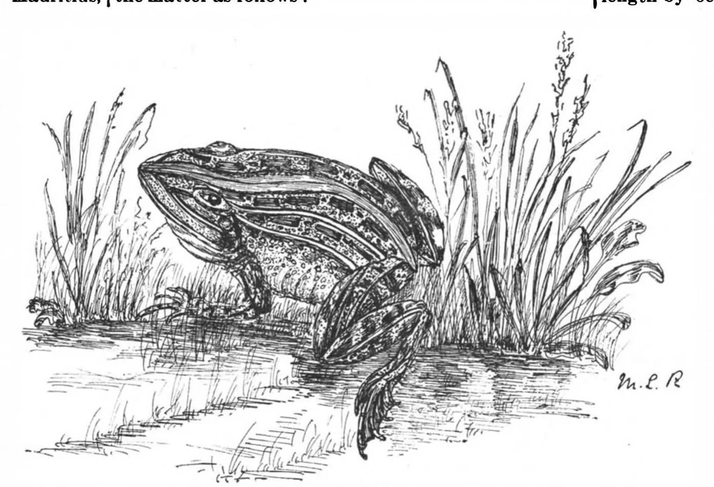An illustration from Scientific American, Vol. 61, No. 3 (1889), 1889, leaf 8