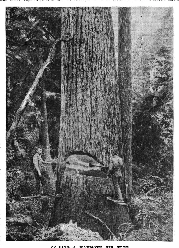 An illustration from Scientific American, Vol. 61, No. 8 (1889), 1889, leaf 8