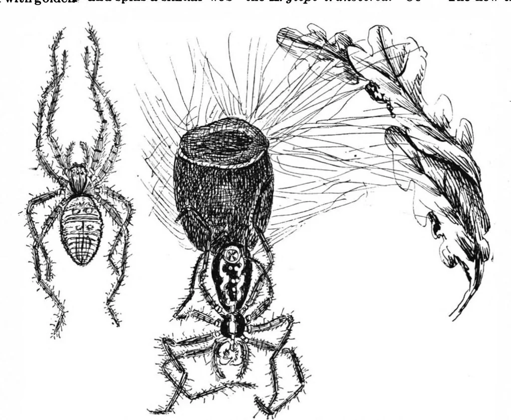 An illustration from Scientific American, Vol. 61, No. 9 (1889), 1889, leaf 3