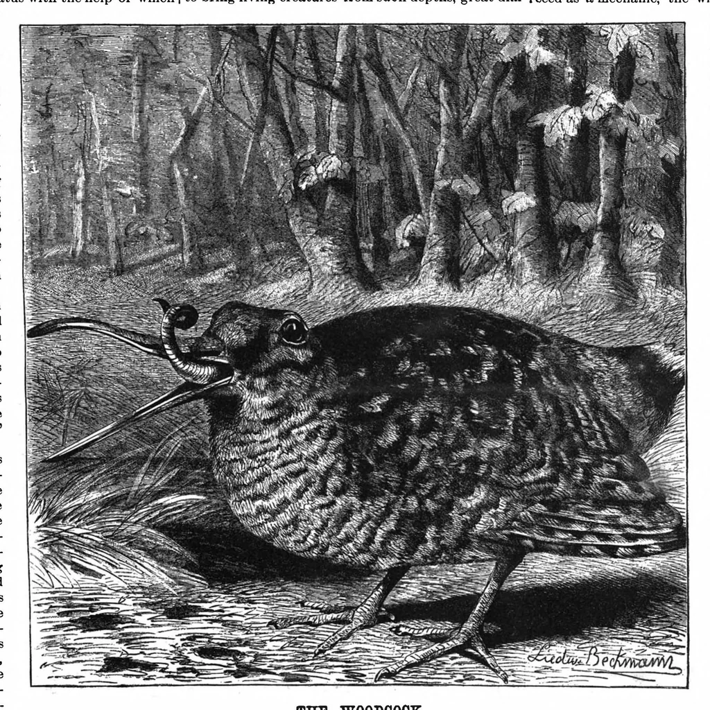 An illustration from Scientific American, Vol. 61, No. 13 (1889), 1889, leaf 7
