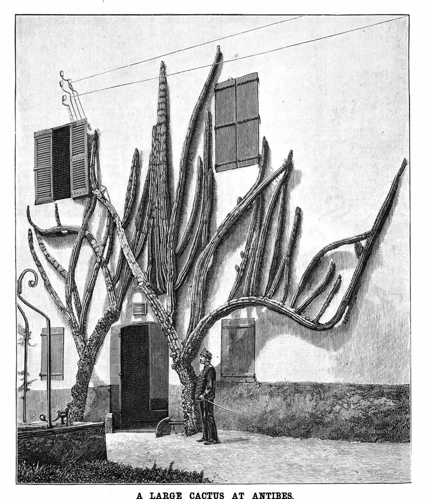 An illustration from Scientific American, Vol. 61, No. 23 (1889), 1889, leaf 8