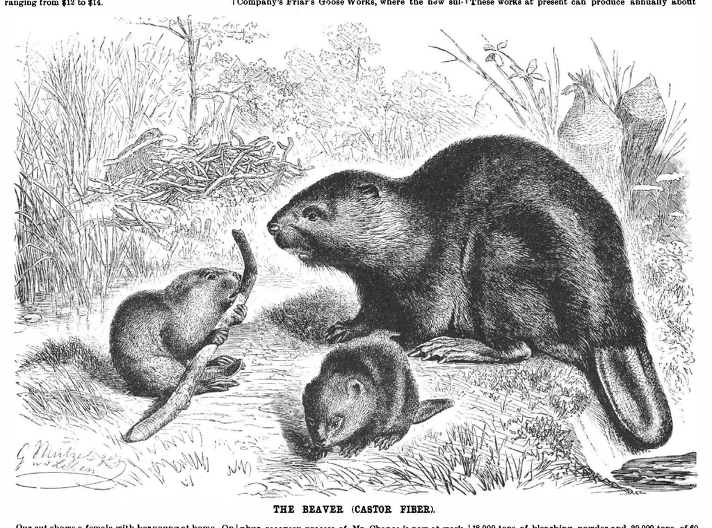 An illustration from Scientific American, Vol. 61, No. 24 (1889), 1889, leaf 4