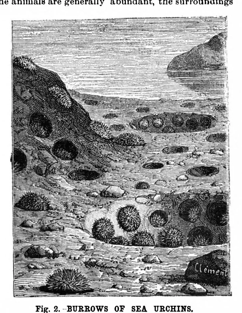 An illustration from Scientific American, Vol. 63, No. 2 (1890), 1890, leaf 8