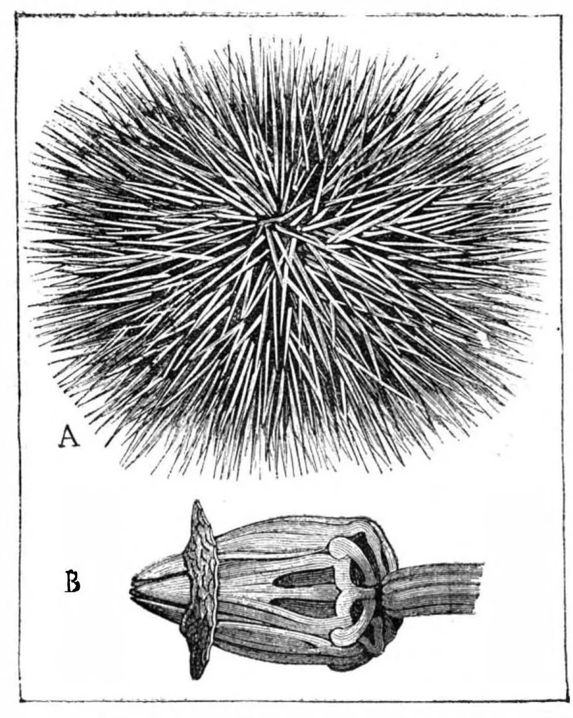 An illustration from Scientific American, Vol. 63, No. 2 (1890), 1890, leaf 8