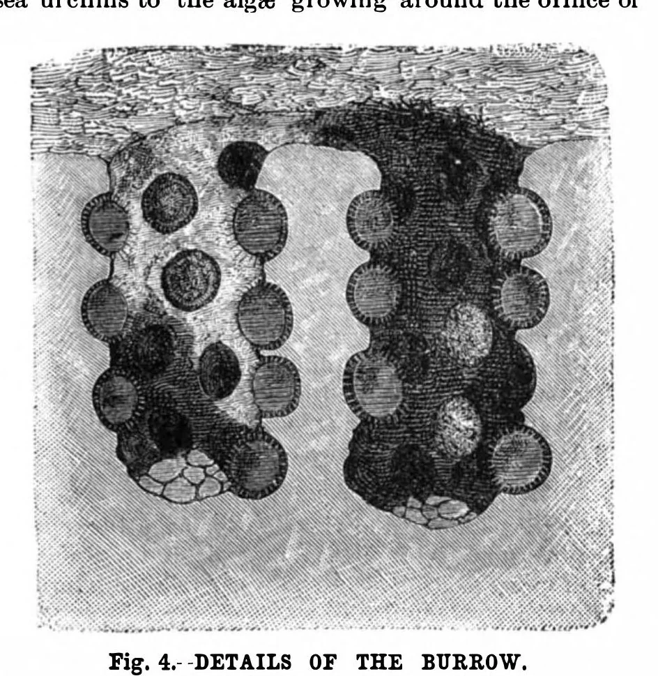 An illustration from Scientific American, Vol. 63, No. 2 (1890), 1890, leaf 8