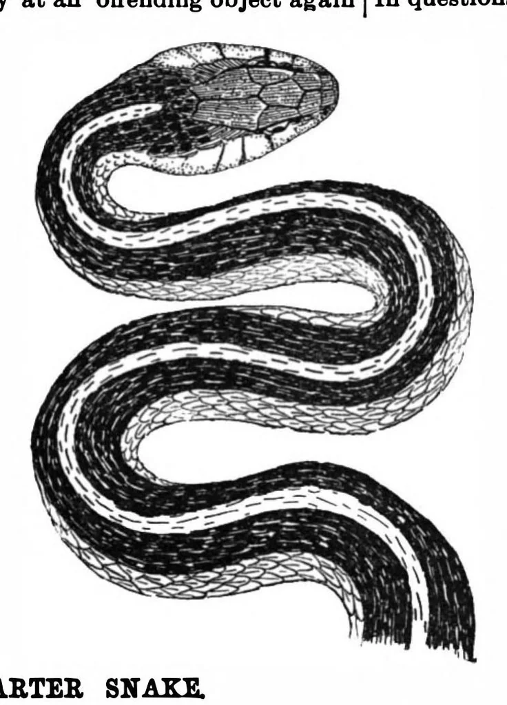 An illustration from Scientific American, Vol. 63, No. 7 (1890), 1890, leaf 10