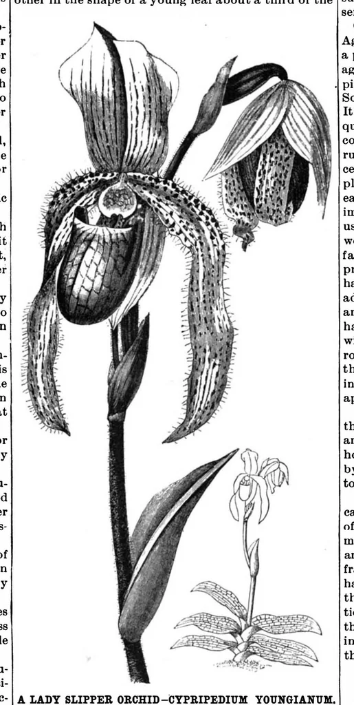An illustration from Scientific American, Vol. 63, No. 13 (1890), 1890, leaf 8