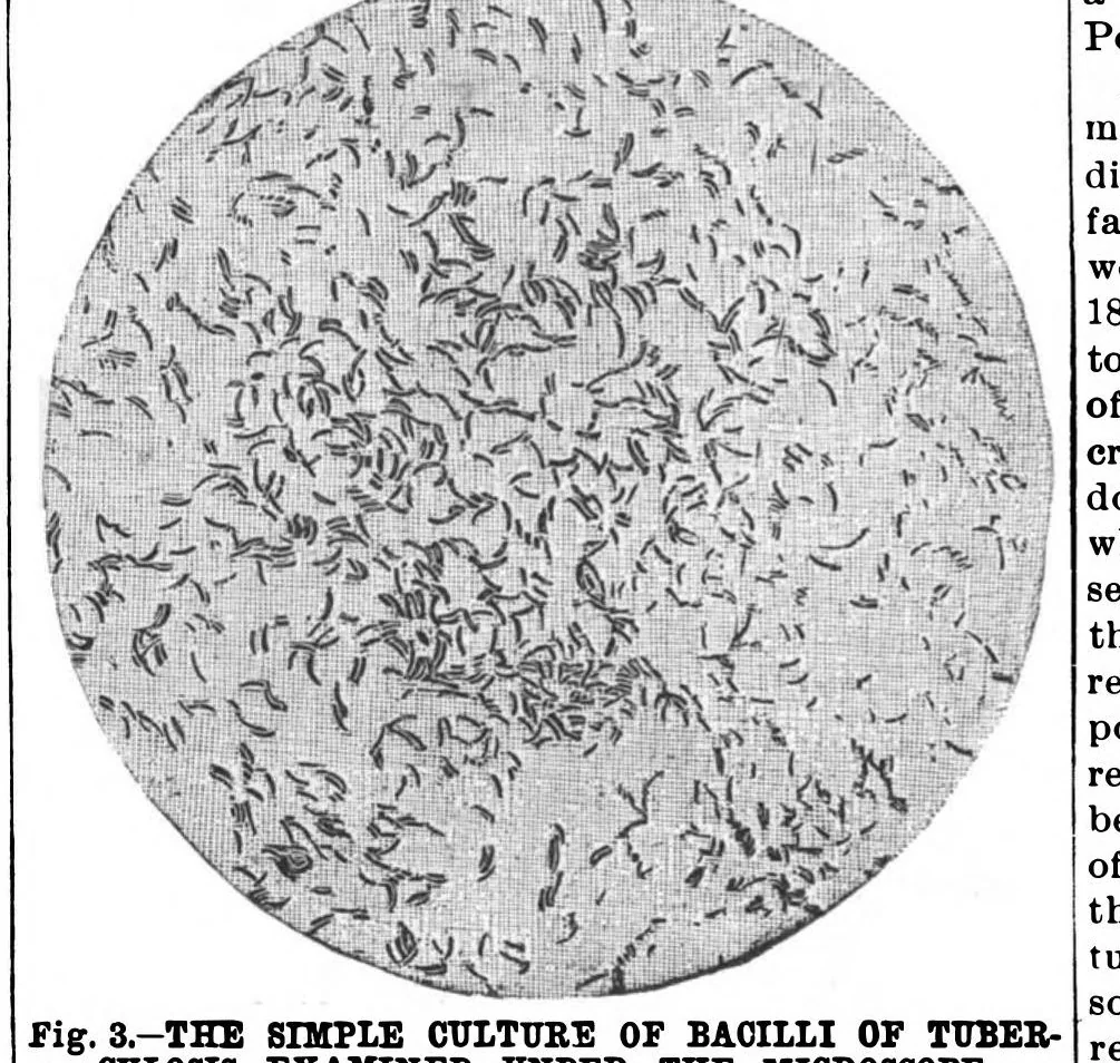 An illustration from Scientific American, Vol. 63, No. 23 (1890), 1890, leaf 7
