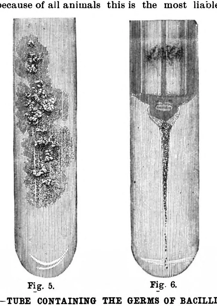 An illustration from Scientific American, Vol. 63, No. 23 (1890), 1890, leaf 8
