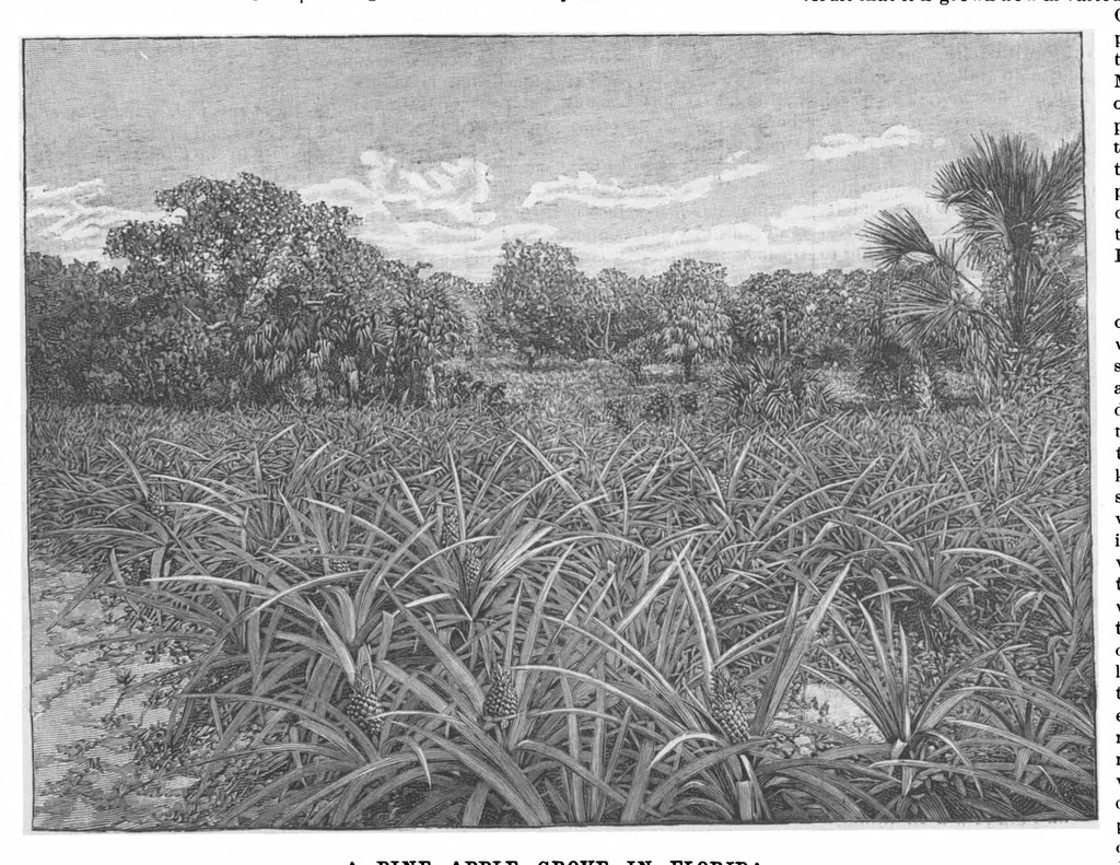 An illustration from Scientific American, Vol. 63, No. 25 (1890), 1890, leaf 7