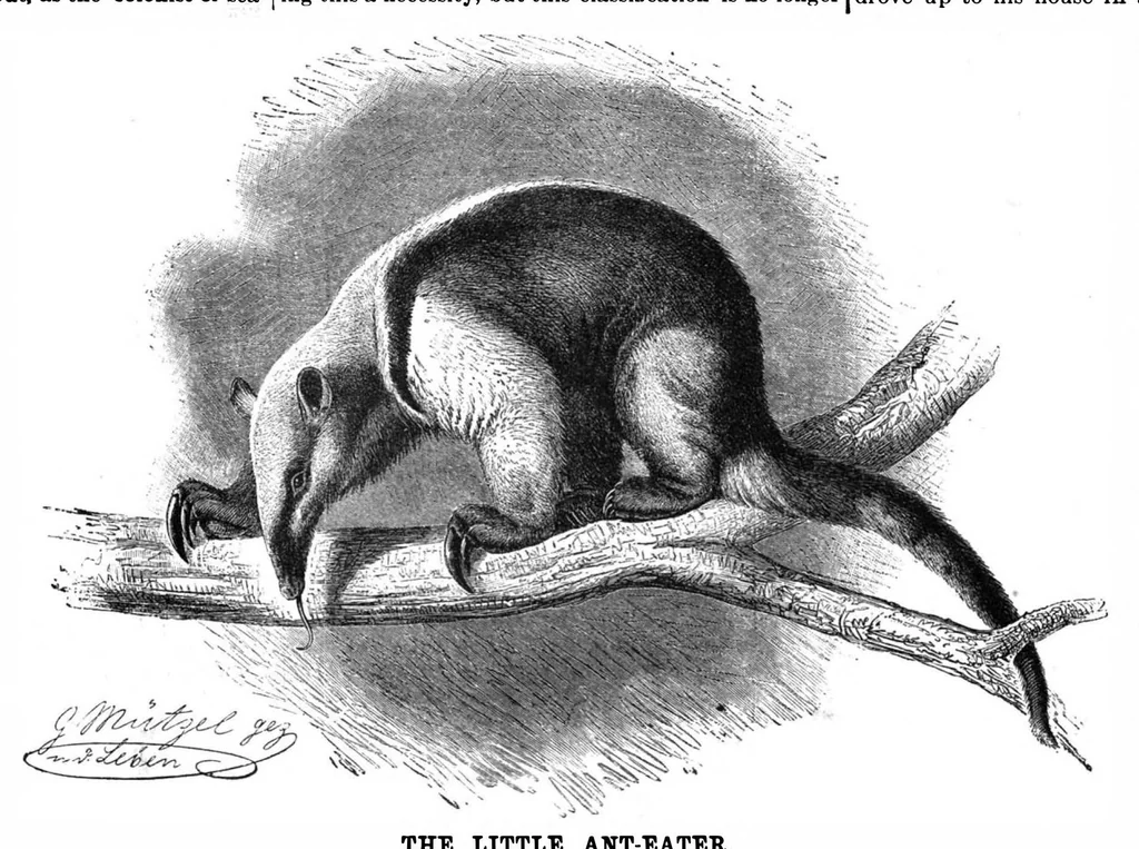 An illustration from Scientific American, Vol. 64, No. 4 (1891), 1891, leaf 7