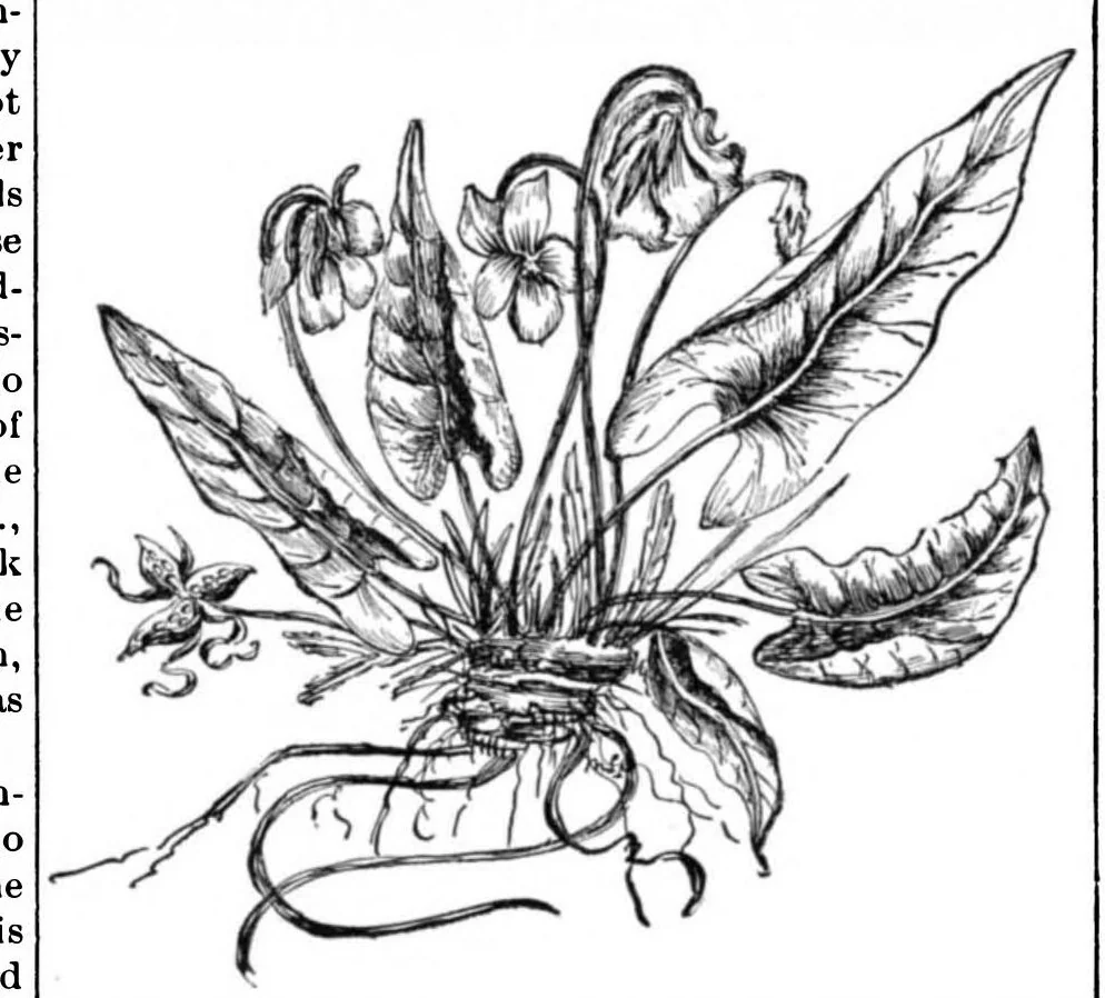 An illustration from Scientific American, Vol. 64, No. 11 (1891), 1891, leaf 2