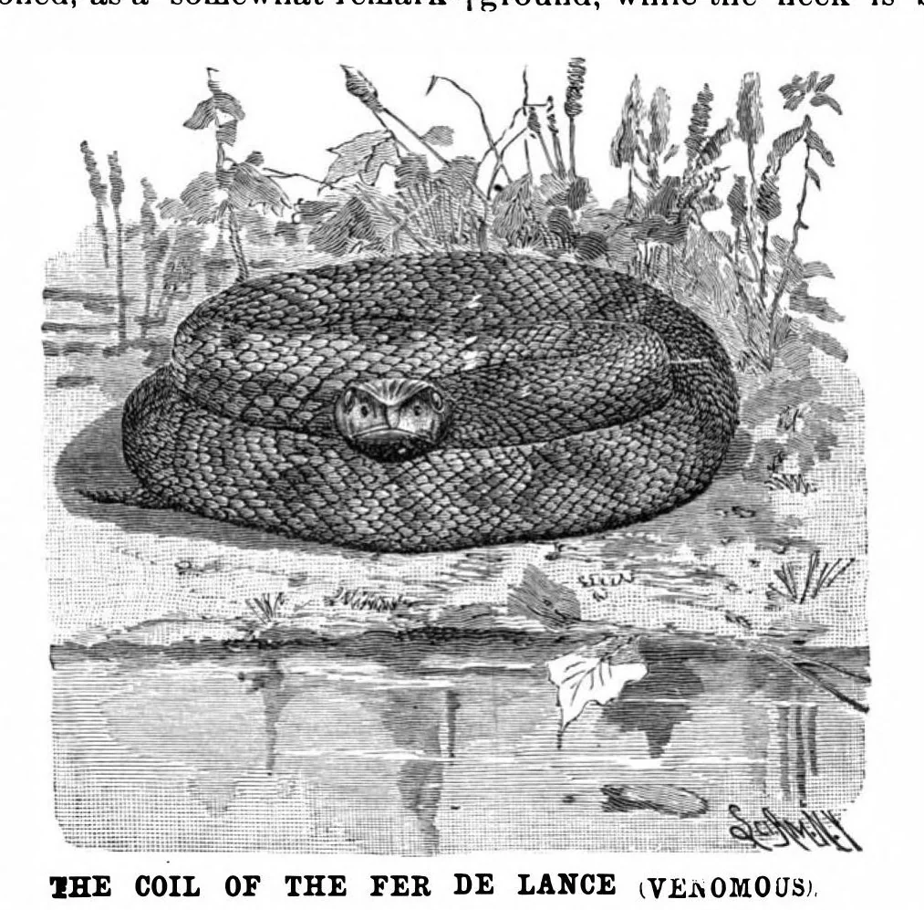 An illustration from Scientific American, Vol. 65, No. 6 (1891), 1891, leaf 8