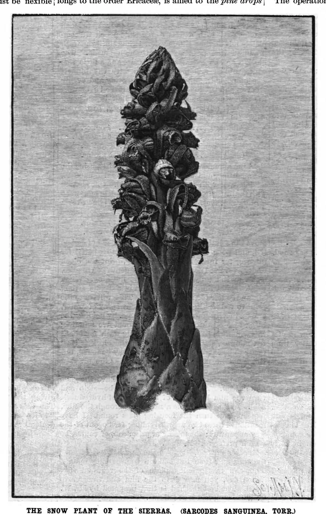 An illustration from Scientific American, Vol. 66, No. 8 (1892), 1892, leaf 8