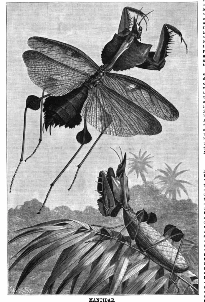 An illustration from Scientific American, Vol. 66, No. 24 (1892), 1892, leaf 8